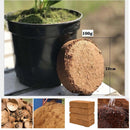 🌷Spring Sale - 49% OFF🌷Organic Coconut Coir for Plants